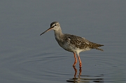 Spotted redshank